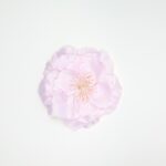 Flower Hair Clip - Image 11